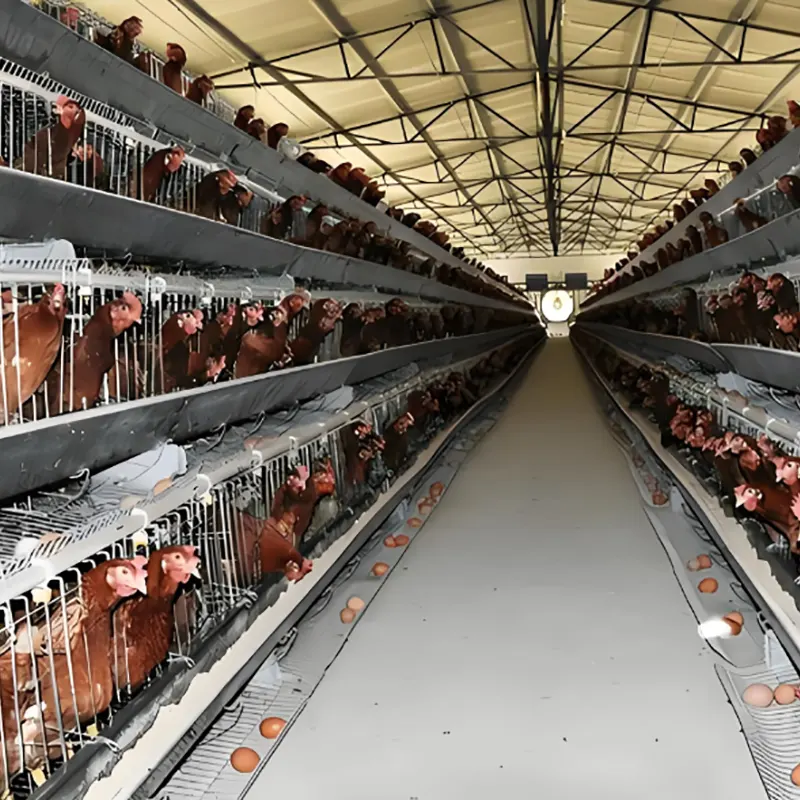 Layer Chicken Breeding Shed