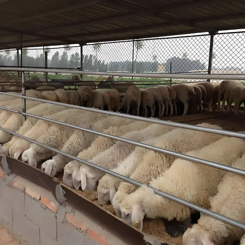 Sheep Breeding Shed